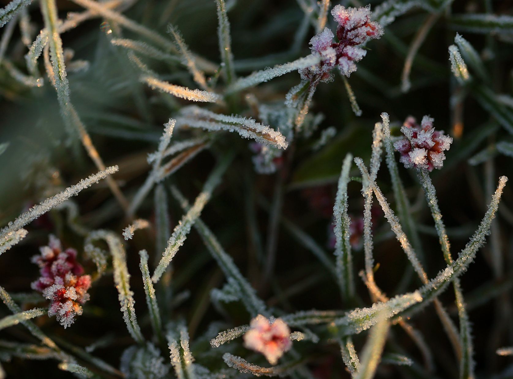 Morning frost fleeting as mid 50s afternoon to come